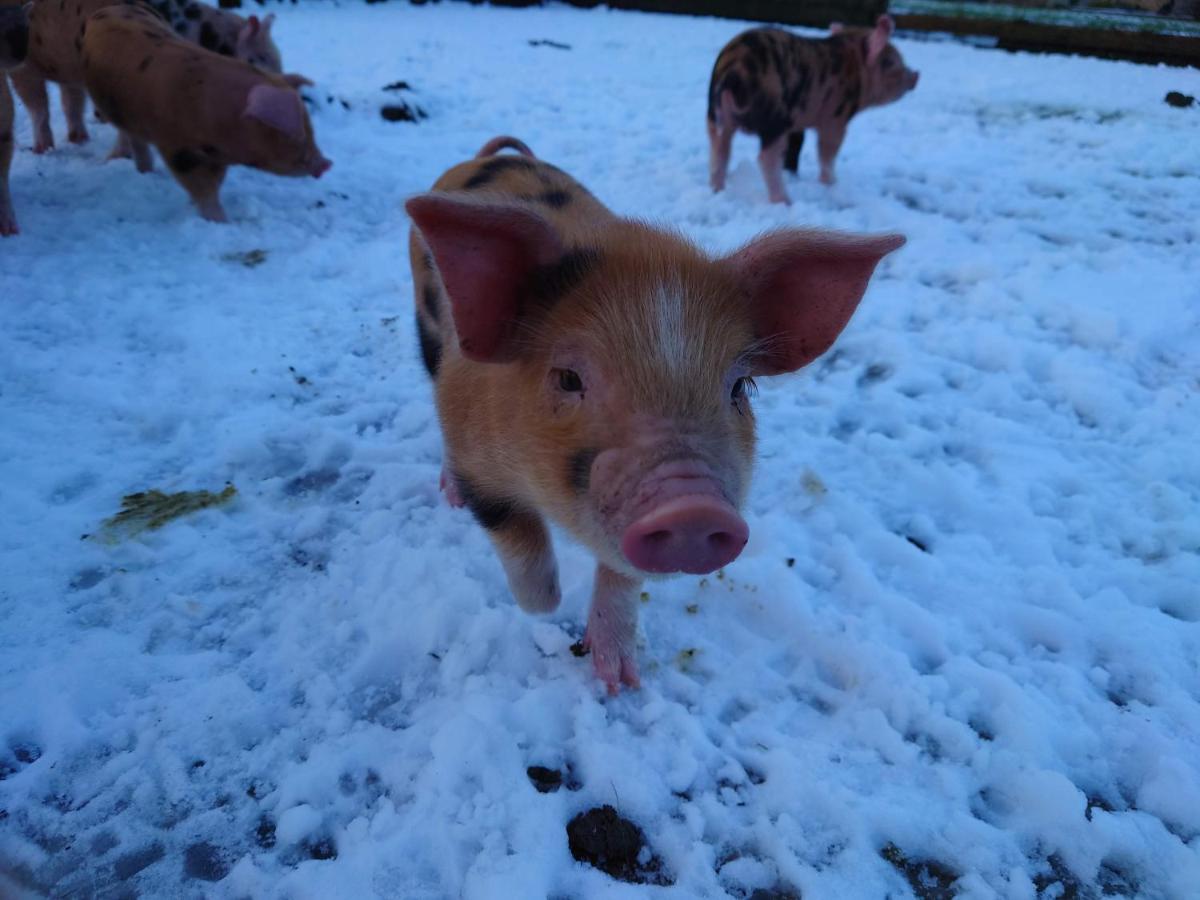 The Byre North End Farm Panzió Ashton Keynes Kültér fotó