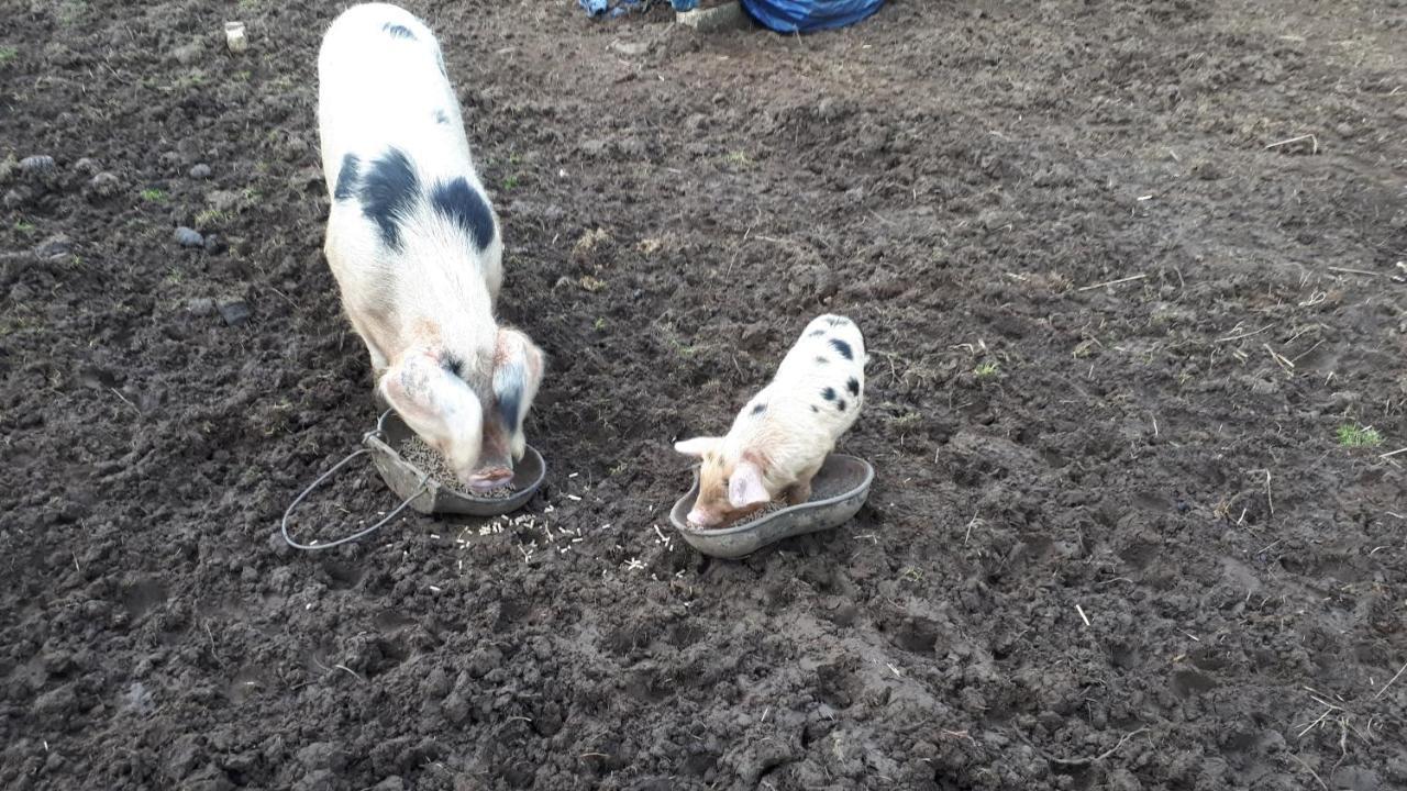 The Byre North End Farm Panzió Ashton Keynes Kültér fotó
