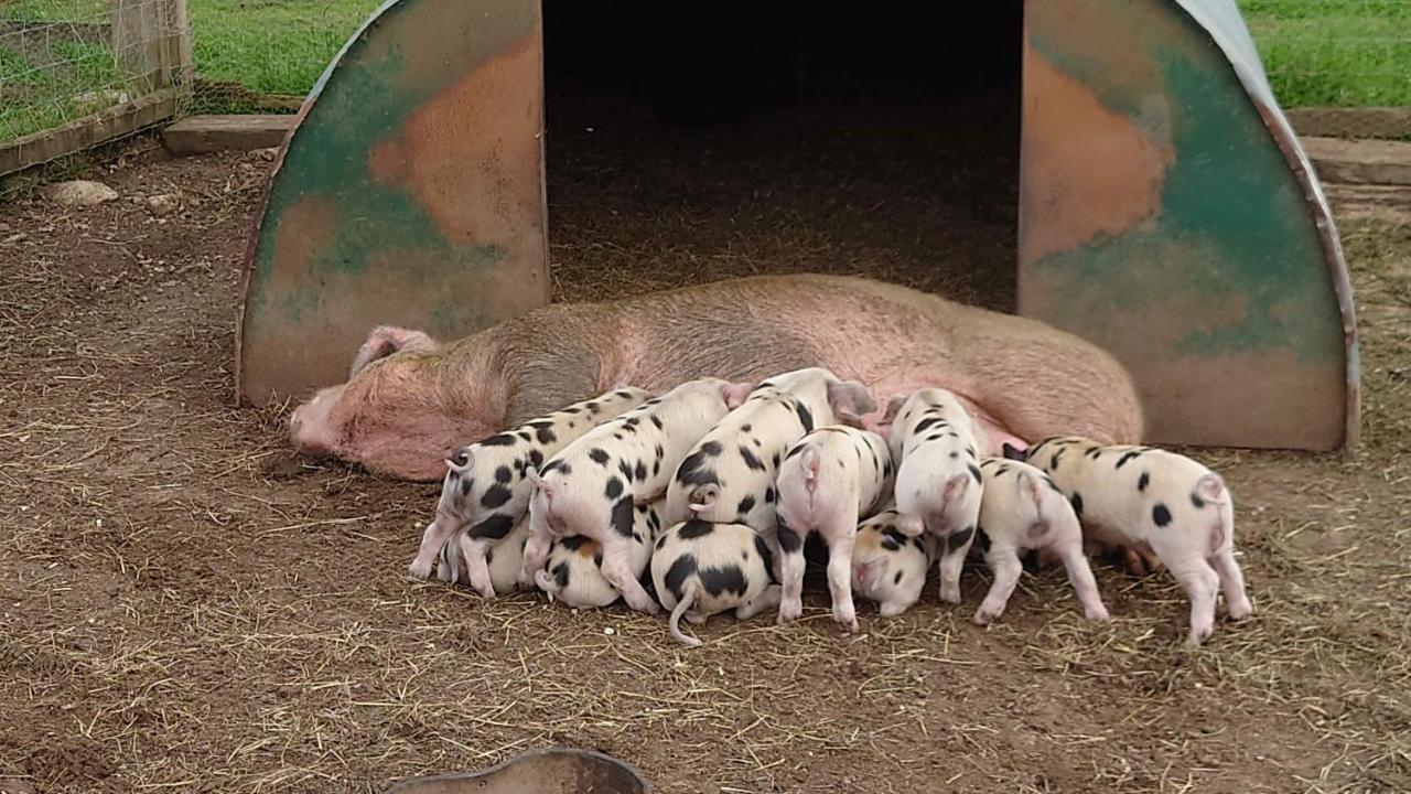 The Byre North End Farm Panzió Ashton Keynes Kültér fotó