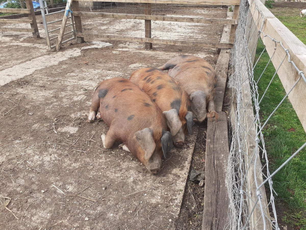 The Byre North End Farm Panzió Ashton Keynes Kültér fotó